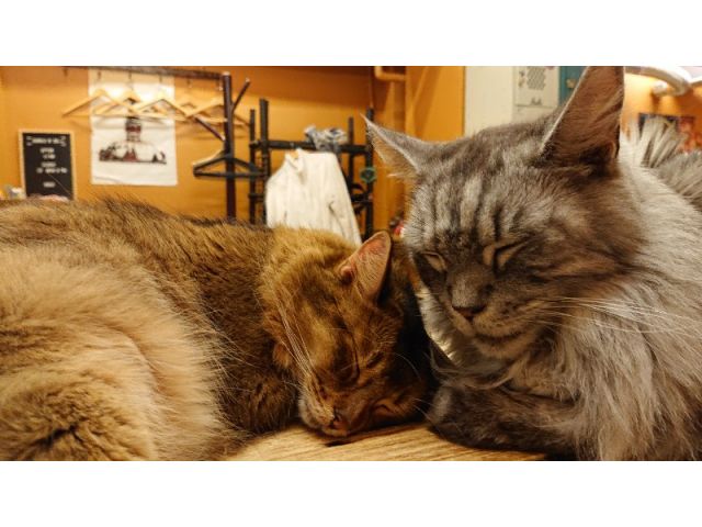 ふれあい60分プラン 中崎町駅徒歩5分 とっても可愛い猫ちゃん達に癒されよう 猫カフェぐるぐる堂 中崎町店 じゃらん遊び体験 ふれあい60分プラン 中崎町駅徒歩5分 とっても可愛い猫ちゃん達に癒されよう 猫カフェぐるぐる堂 中崎町店 じゃらん遊び体験