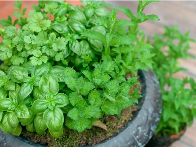 自家農園産のハーブを使ったドレッシングもお楽しみ頂けます。