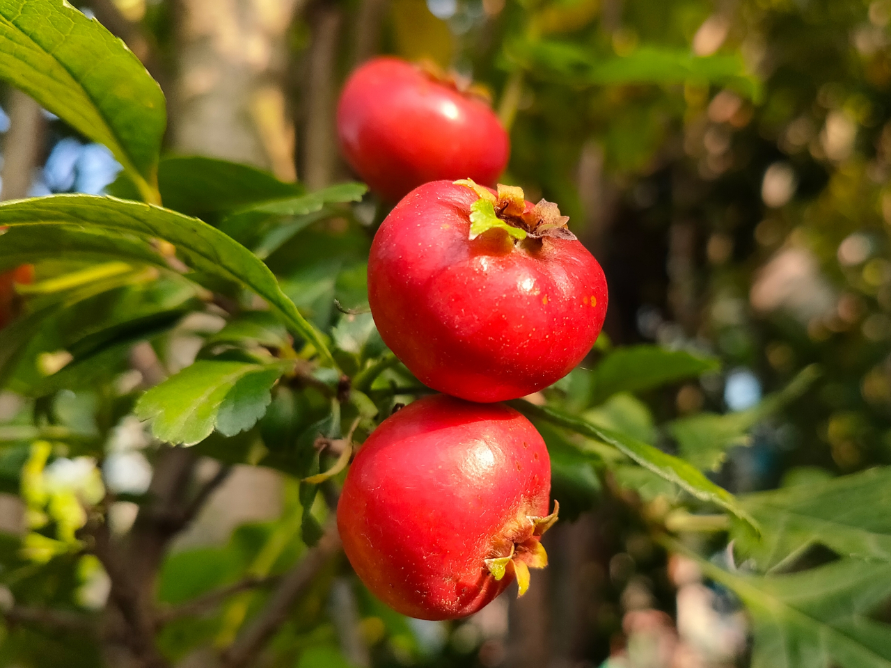 D]u񂴂ṽn[ueB[HɕtĂ܂BÎ_ςɂȂ܂B