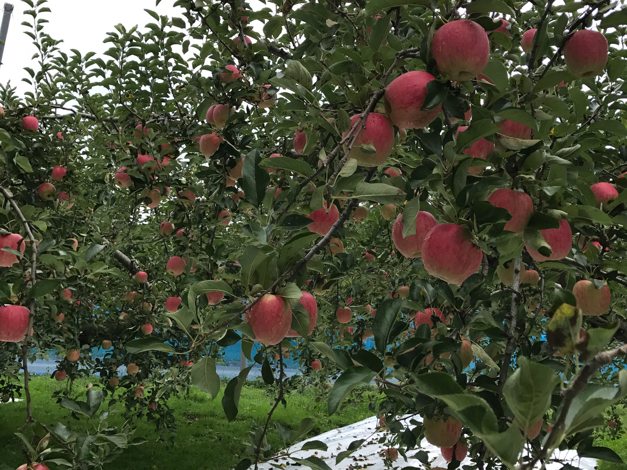 収穫間近のつがる