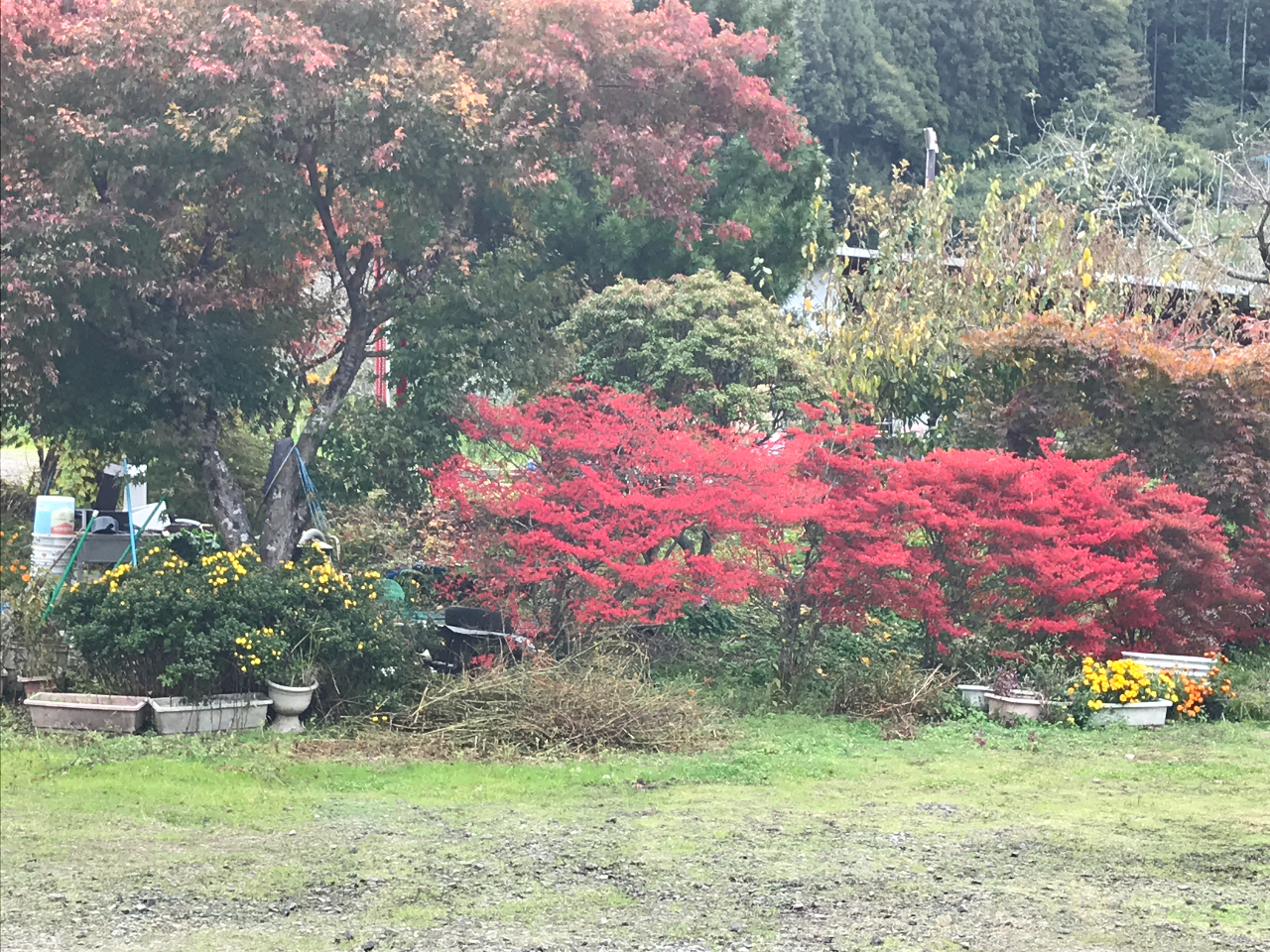 11月園内のドーダンツツジが紅葉