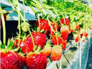 甘くて美味しいいちごです♪
