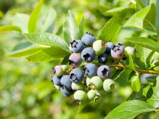 有機ブルーベリー
