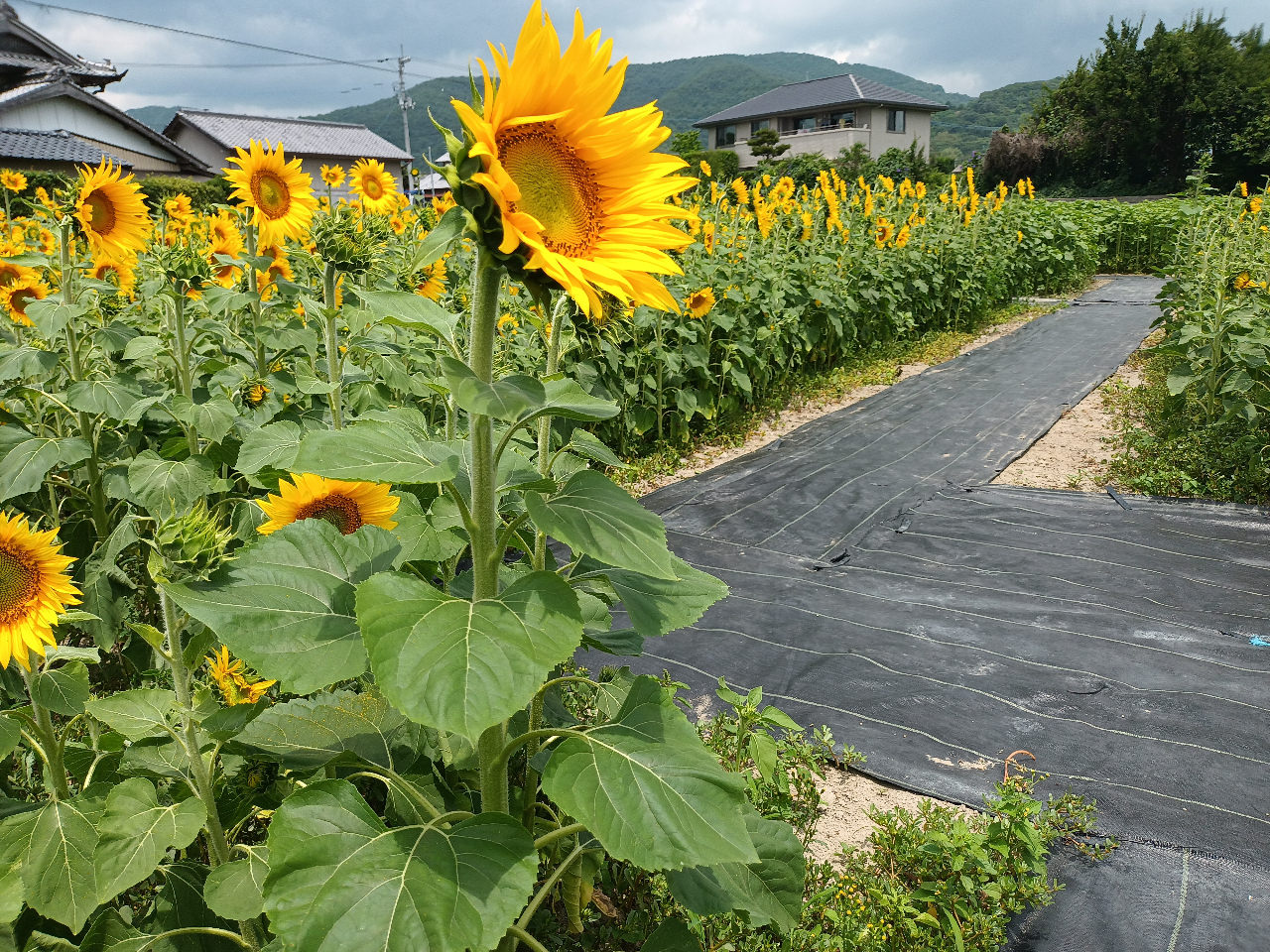 ���H�t���Ђ܂�蔨��AWA-Blueberry�t�@�[���̐l�C�X�|�b�g�I�I�u���[�x���[���̌�̓q�}�����Ɉ͂܂�ċL�O�B�e���Ă��������I�I