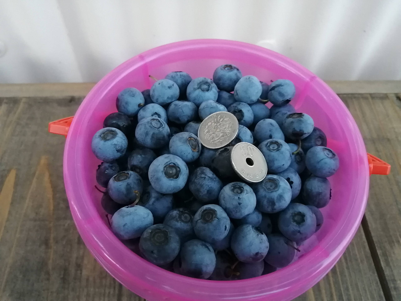 �o�P�c��t�̃u���[�x���[�����y�Y�ɂ��������A��̔������Ă��܂��I�o�P�c�̔��͂��q�l�ɑ�l�C�I�I