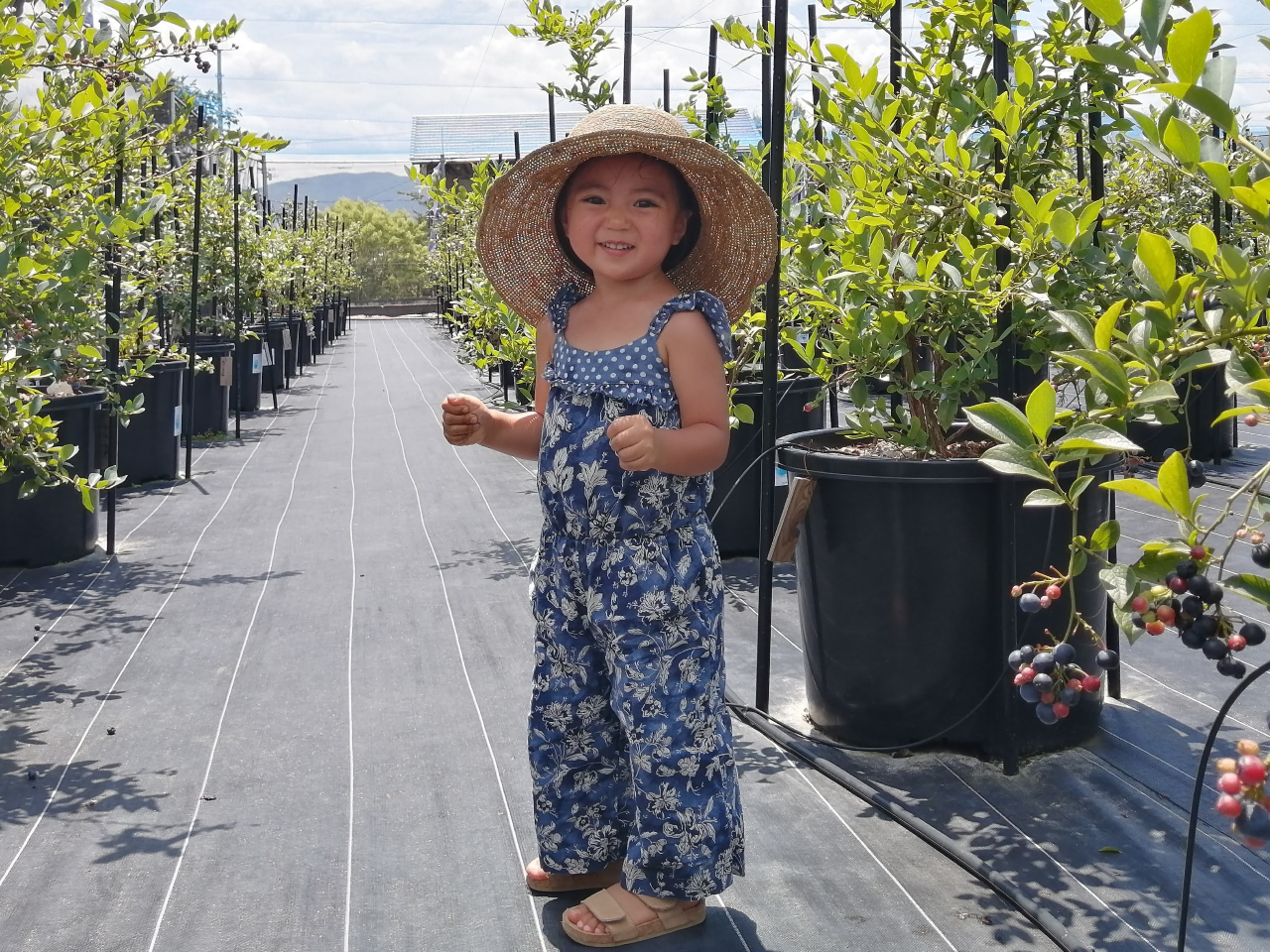 v`̌800~łȂɉΊ炪͂IIAWA-Blueberryt@[փbcS[II