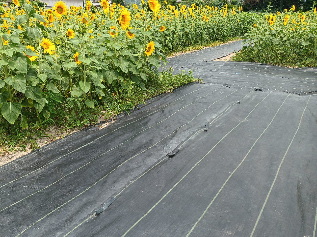 AWA-Blueberryt@[ׂ̗ɂ͖2,000[g̃q}AOOHȂ}܂B