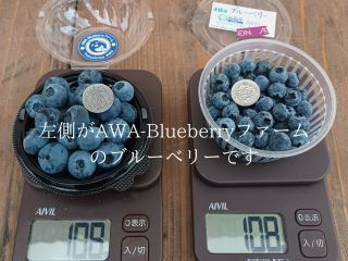 左側が当AWA-Blueberryファームのブルーベリーです!普通にこのサイズのブルーベリーがとれますので存分に大粒ブルーベリーを堪能してください!
