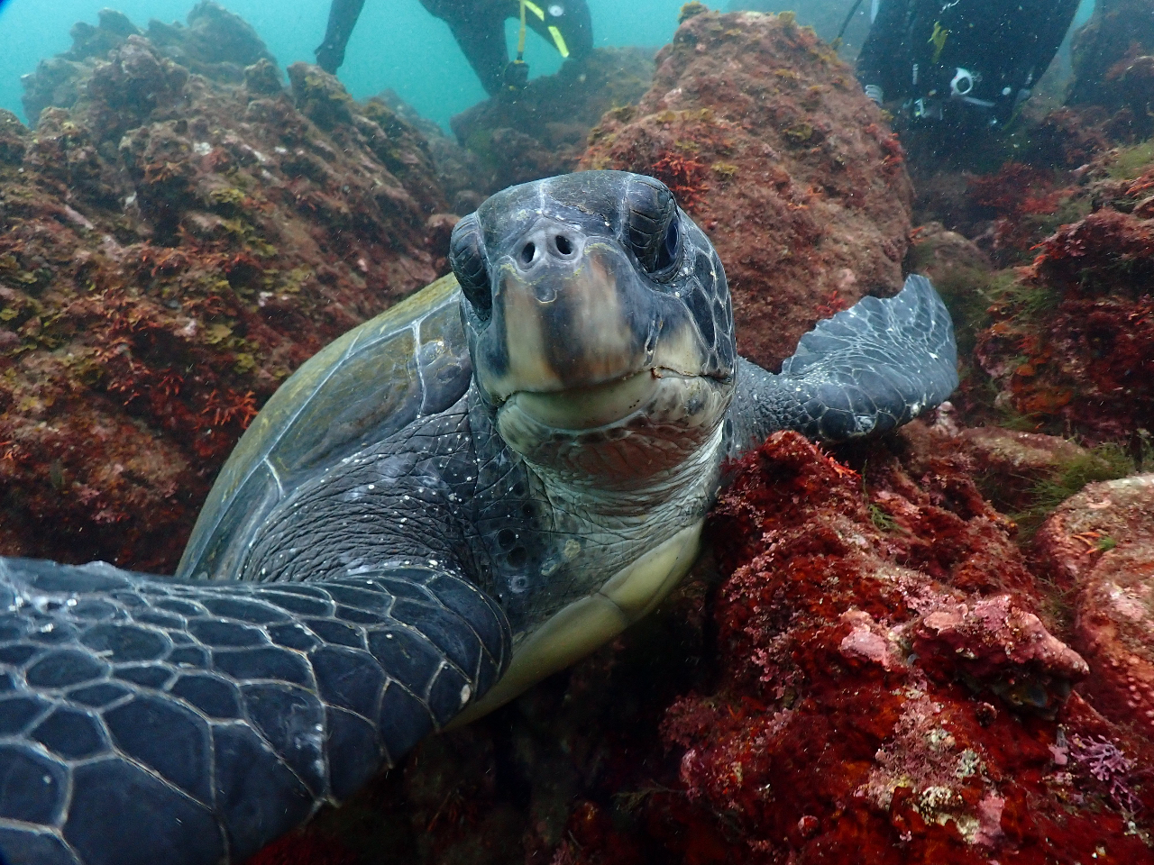 【ビギナーダイバー大歓迎】◆お1人様からOK!川奈で2ビーチダイビング◆《器材レ...