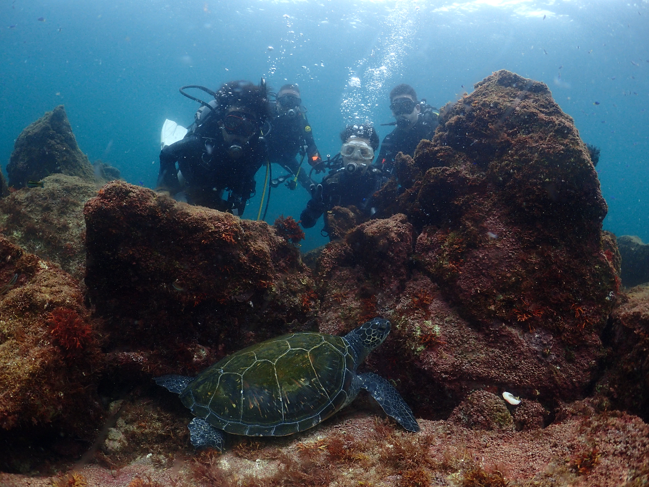 【ライセンスなしでダイビングを楽しもう】◆お1人様でも大丈夫!伊豆でダイビングを...