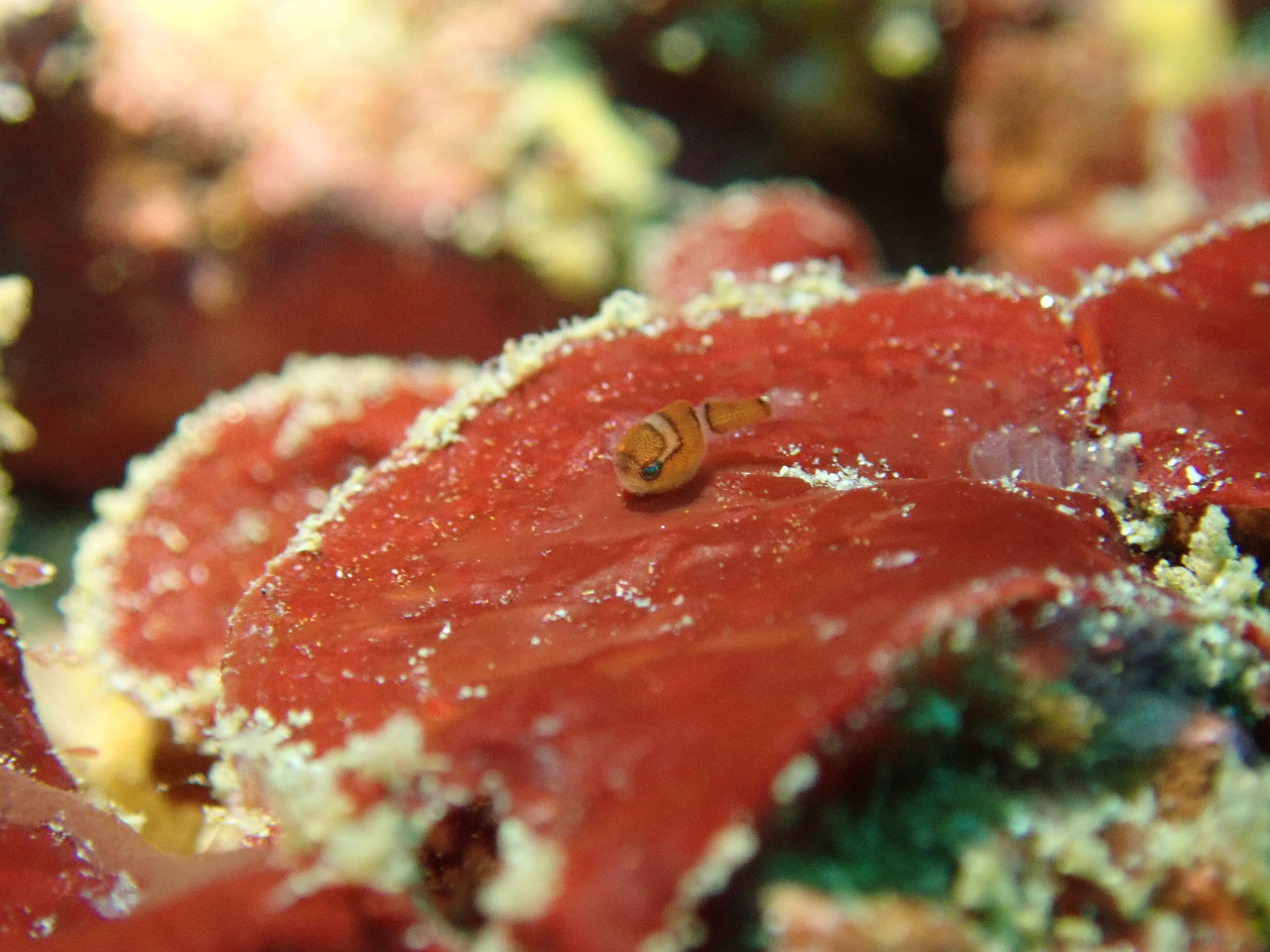 【ファンダイビング】勝浦 鵜原で2ビーチ 新規限定割引き!