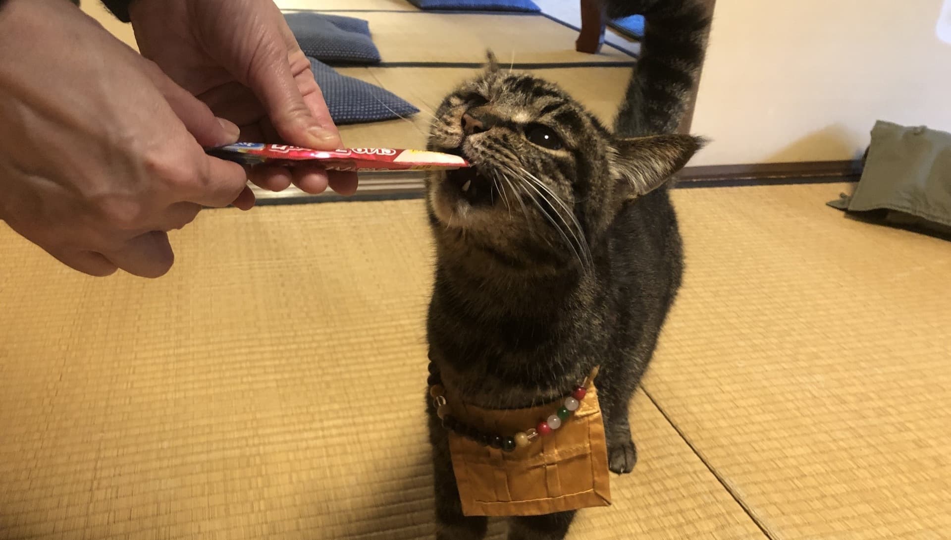 招き猫絵付け体験 京都 猫好きの聖地 にゃんにゃんじ で猫とふれあいながら体験 W 猫猫寺 開運ミュージアム じゃらん遊び体験