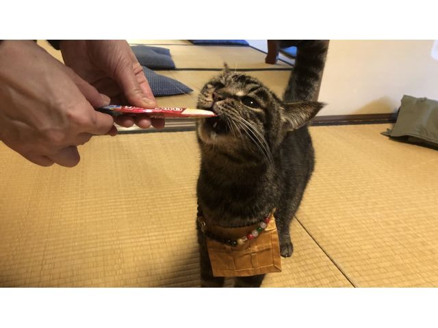 招き猫絵付け体験 京都 猫好きの聖地 にゃんにゃんじ で猫とふれあいながら体験 W 猫猫寺 開運ミュージアム じゃらん遊び体験 招き猫絵付け体験 京都 猫好きの聖地 にゃんにゃんじ で猫とふれあいながら体験 W 猫猫寺 開運ミュージアム じゃらん遊び体験