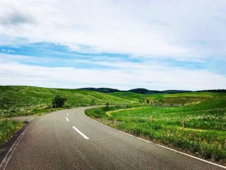 豊富町大規模草地牧場
