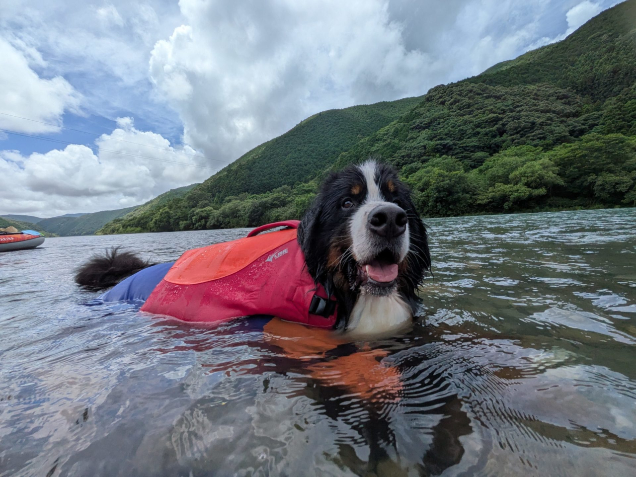 ������D���ȃ��������͐�V�т���