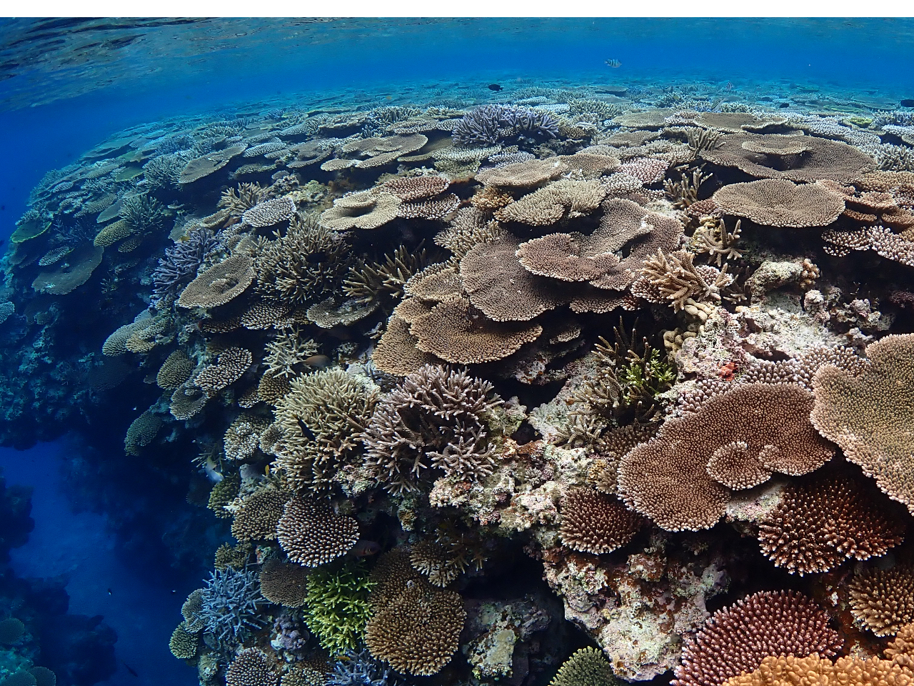 サンゴ畑も行けちゃうよ♪