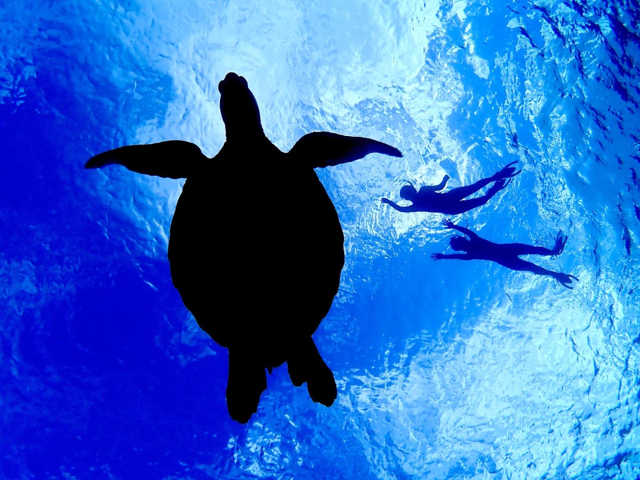 P[V̌́AAAlC̃E~KTɍs 