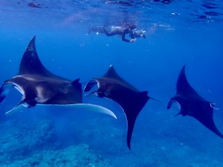 タイミングが合えばマンタトレインも見れるかも♪