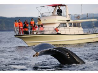 ビーナスの前にクジラ