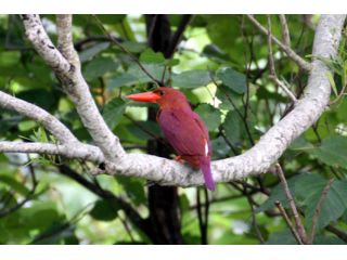 アカショウビン