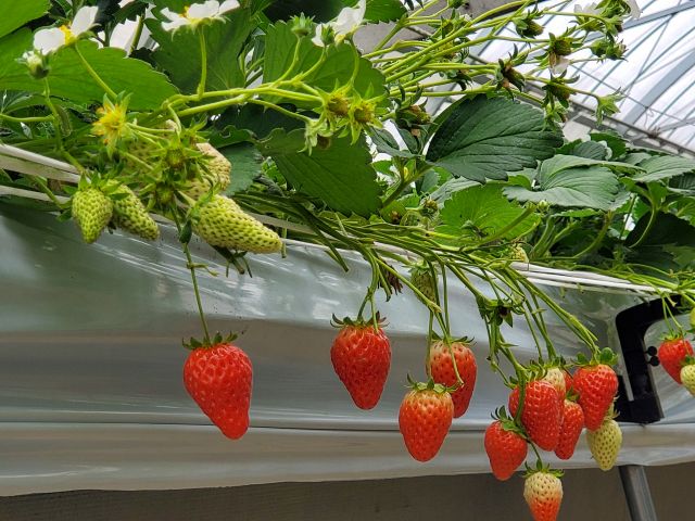 5種類以上のイチゴの食べ比べが出来ます