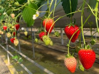 <徒歩・公共交通機関の方限定プラン>高設栽培でのイチゴ狩りなので立ったまま楽しめます。
