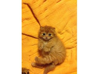 この看板をさがして!