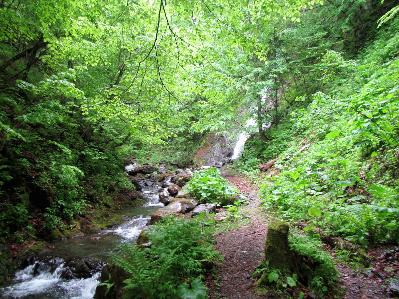 򉈂̓KChƎRώ@y݂Ȃ܂B