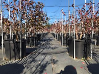 午後プラン ブルーベリーの剪定体験 分かりやすく指導するので 初心者でも安心 カップルにおすすめ 藤沢ブルーベリーファーム じゃらん遊び体験 午後プラン ブルーベリーの剪定体験 分かりやすく指導するので 初心者でも安心 カップルにおすすめ 藤沢ブルーベリーファーム じゃらん遊び体験