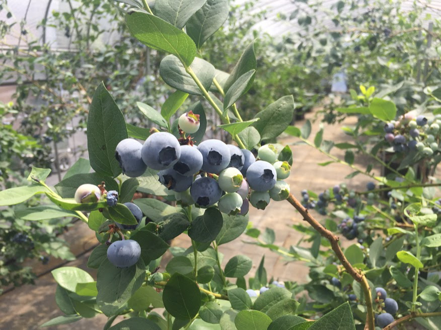 午前プラン ハウス内でブルーベリーたっぷり時間無制限食べ放題 3種類以上の食べ比べ ファミリーにオススメ 藤沢ブルーベリーファーム じゃらん遊び体験