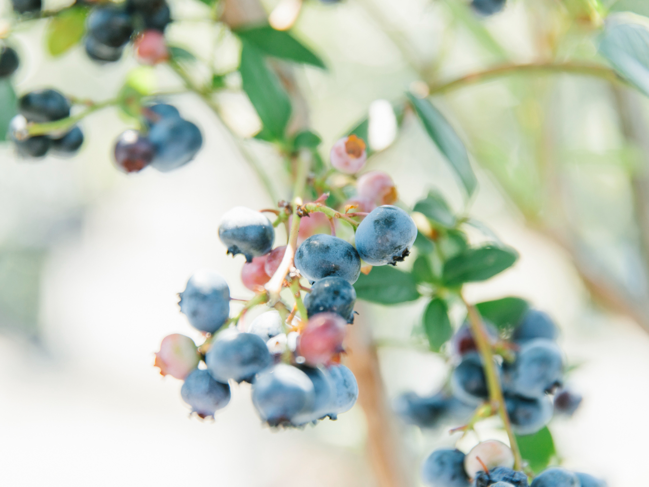 ��֓��ő勉�̃X�P�[���I�� 30��ȏ゠��u���[�x���[�̒�����A���D�݂̖��������Ă���������