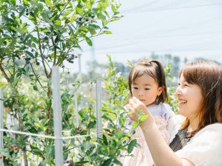低い位置にも沢山の実をつけますので、お子様でも簡単に摘み取れます♪
