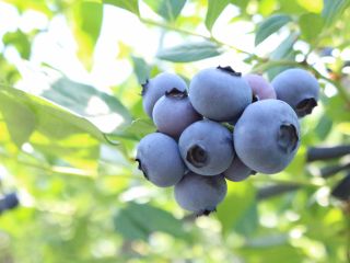 ≪関東最大級のスケール!≫30種類以上の中からお気に入りのブルーベリーを見つけてください♪