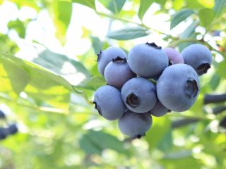 ≪関東最大級のスケール!≫30種類以上の中からお気に入りのブルーベリーを見つけてください♪