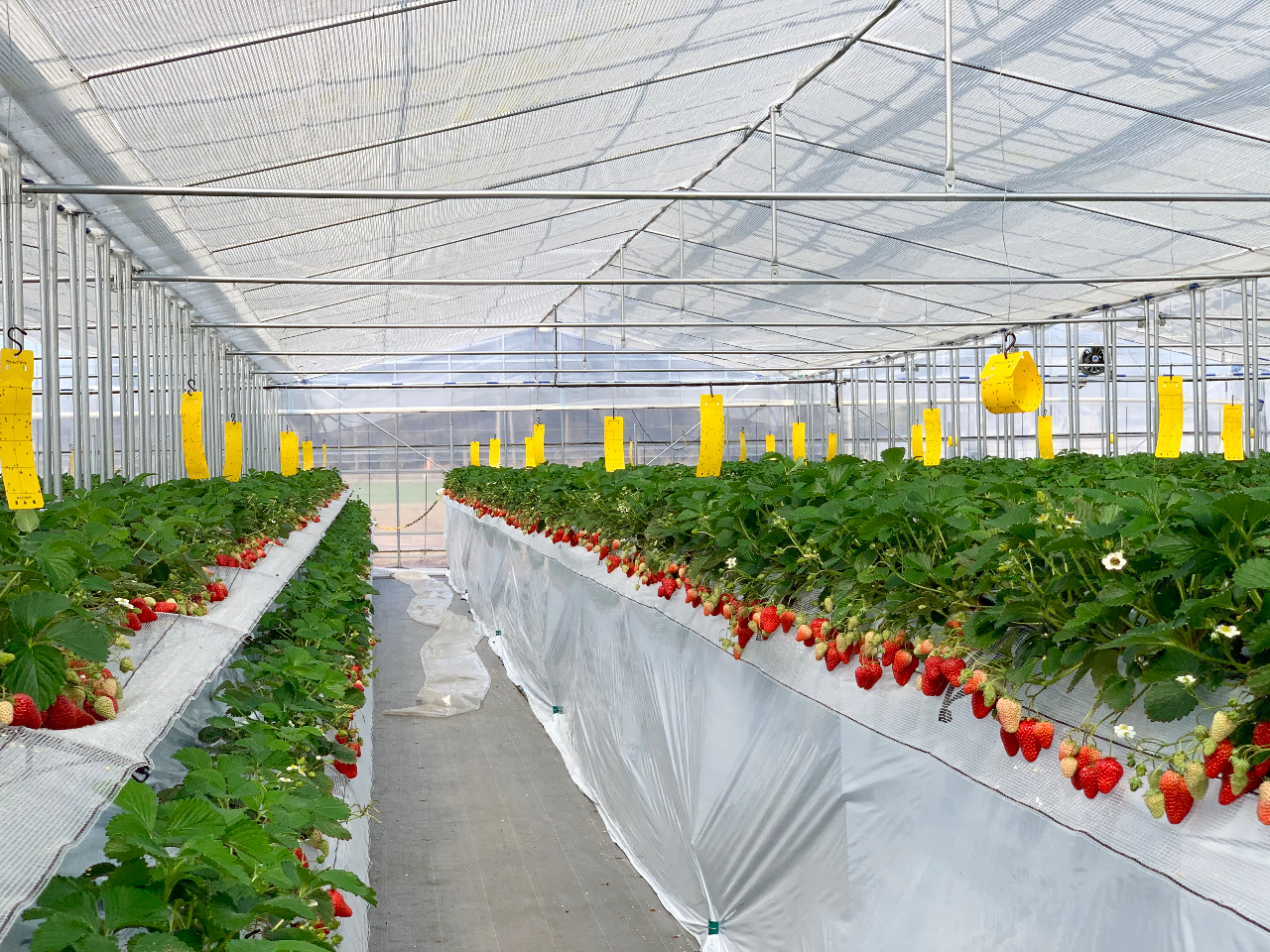 ハウス内は甘い香りにつつまれており、収穫したその場で食べるイチゴの味は絶品!ご家族やお友達とご一緒に、ぜひお越しください