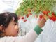 立ったまま快適に楽しめる高設いちご狩り!大人は屈まず収穫でき、小さなお子様でも手の届く高さです。