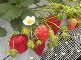 いちごの花言葉は「尊重と愛情」や「喜ばせる」など、相手を大切にし思いやる心をイメージしたものが多くあります。いちご狩りを楽しみながら見つけてみて下さいね♪