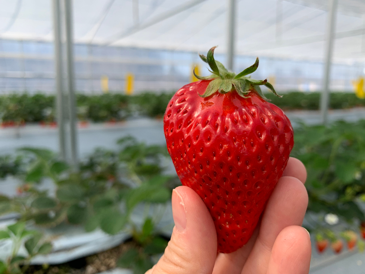 �����ɂ���ēE�ݎ����y����Œ�����i�킪�Ⴂ�܂����A�Œ�5�i��̐H�ה�ׂ��o���܂��B