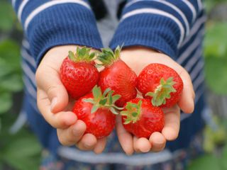 摘みたていちごをお土産に!甘い香りに包まれる時間♪