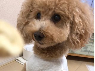 初めまして 看板犬の柚子です お年寄りなので大人しいです わんちゃんより人が好き お連れする愛犬がわんちゃん苦手な方は事前にお知らせください
