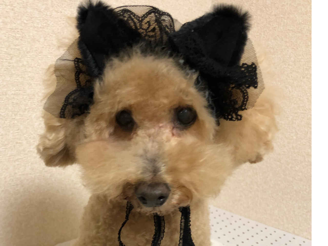 L̎@wbhhX܂@킹ĔLۂt΁@L̊ł