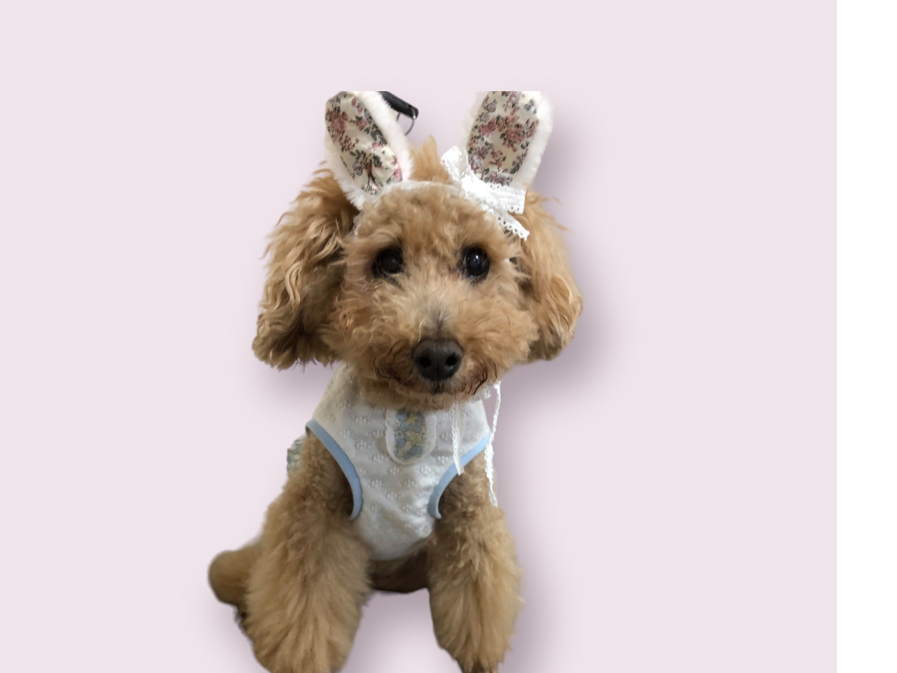 pҁ@₭܎܂@ɂ̓oeBngp