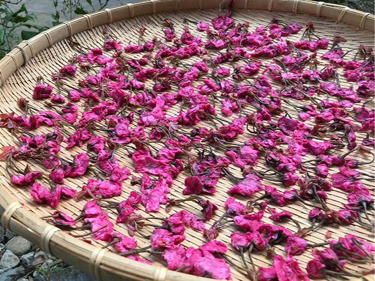 季節限定 八重桜の花de塩づけづくり体験 一社 神奈川大井の里体験観光協会 じゃらん遊び体験