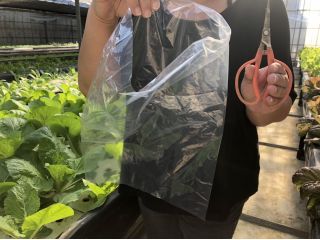 三郷 サラダ野菜収穫体験 水耕野菜を自分で収穫 お子様の自然体験に 食卓の彩りに 江川グリーンファクトリー じゃらん遊び体験