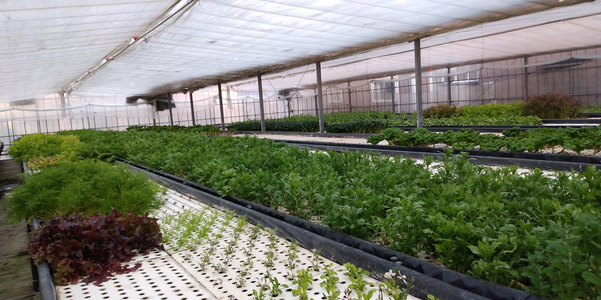 �]��O���[���t�@�N�g���[�̎ʐ^2