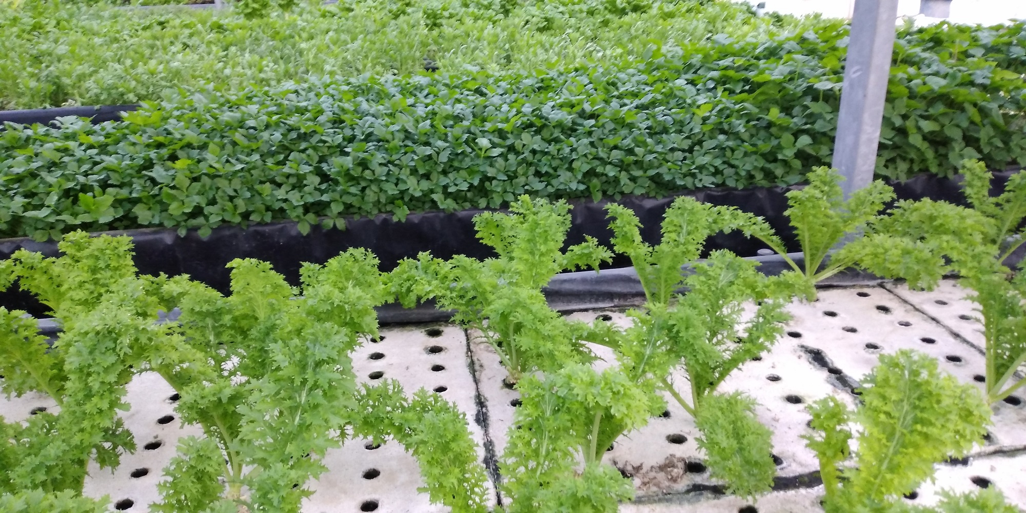 �]��O���[���t�@�N�g���[�̎ʐ^3