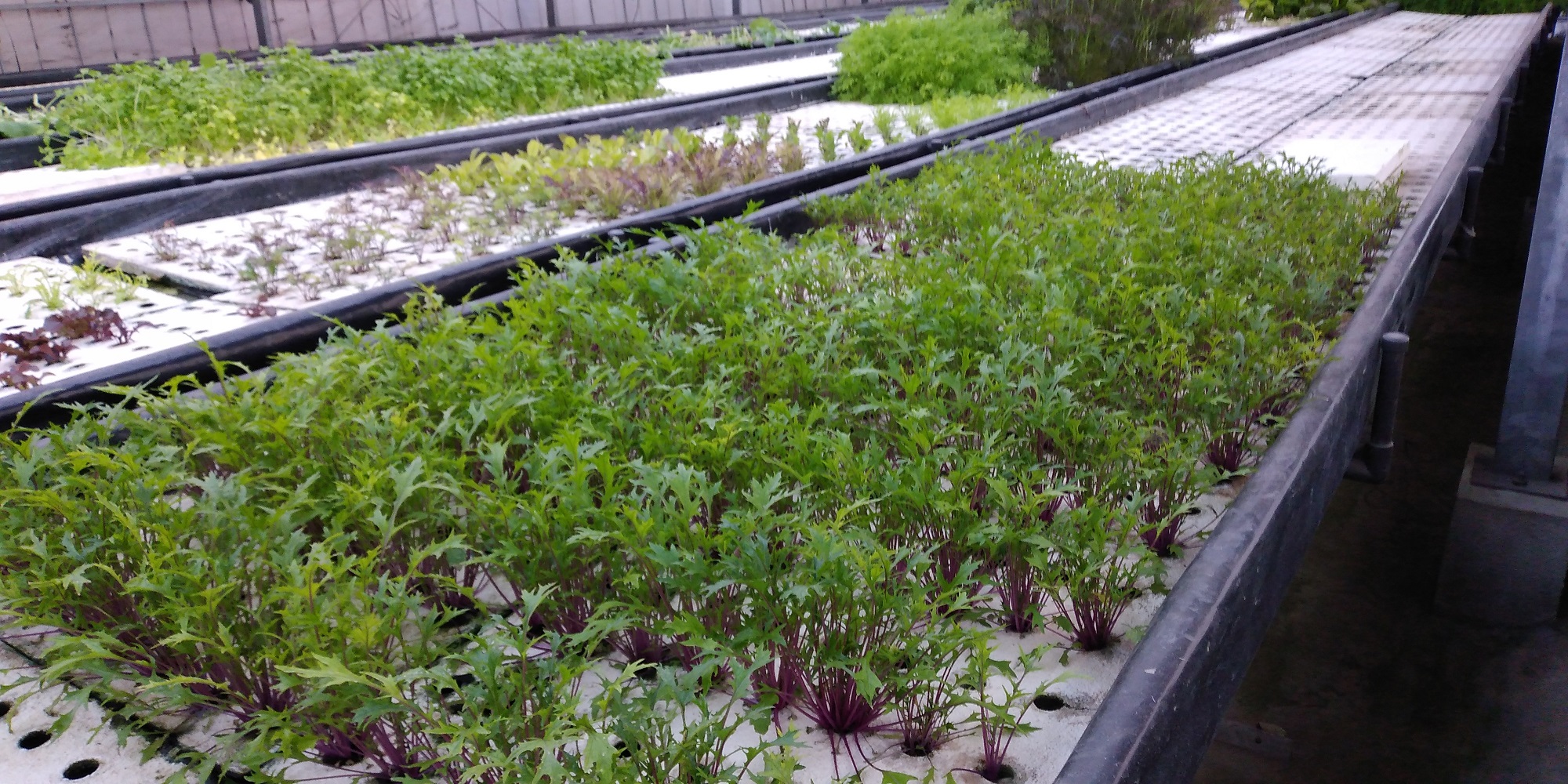 �]��O���[���t�@�N�g���[�̎ʐ^4