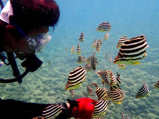 フレンドリーな魚たちがお出迎え!!