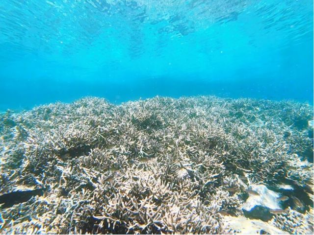 浅い場所にサンゴがたくさんありますので、体験ダイビングで十分楽しめます。