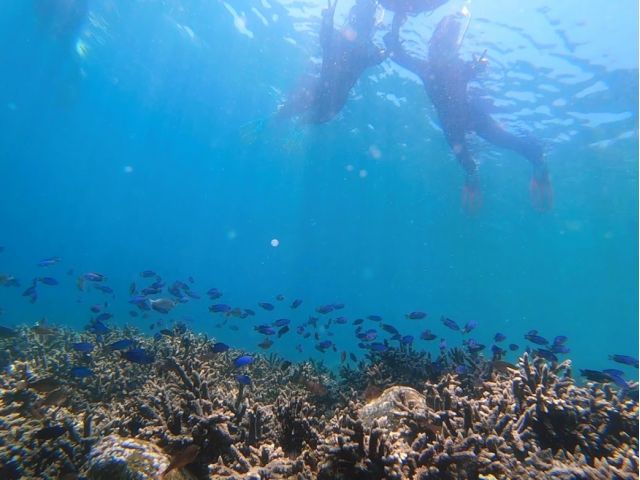 ゆっくりと顔をつけると一面にサンゴが広がっています!!青い魚もたくさん寄って来ますよ!!